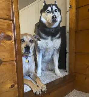 CoBuyers' Amber's and Nate's Dogs.